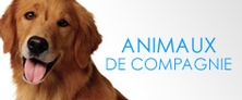 Animaux de compagnie