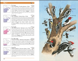Guide d'identification des oiseaux du Québec et des Maritimes