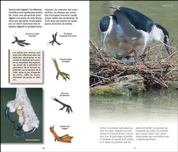 Découvrir les oiseaux du Québec et des Maritimes