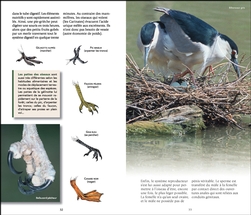 Livre Initiation à l'observation des oiseaux