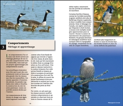 Découvrir les oiseaux du Québec et des Maritimes