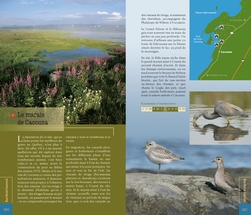 Où observer les oiseaux au Québec