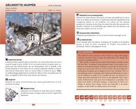 Attirer les oiseaux aux mangeoires