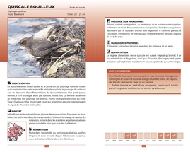 Attirer les oiseaux aux mangeoires