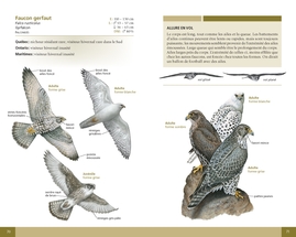 Oiseaux de proie du Québec et de l'est du Canada (souple)
