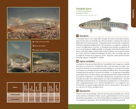 Poissons d'eau douce du Québec et des Maritimes (cart.)