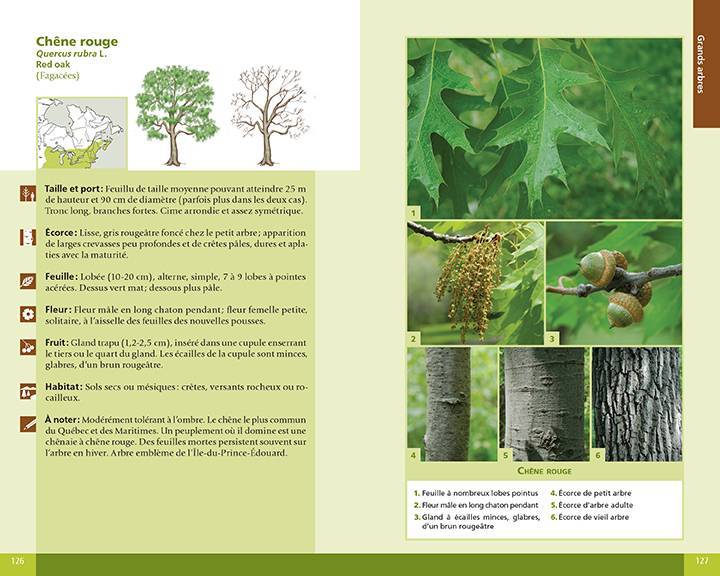 arbres et plantes forestières du Québec